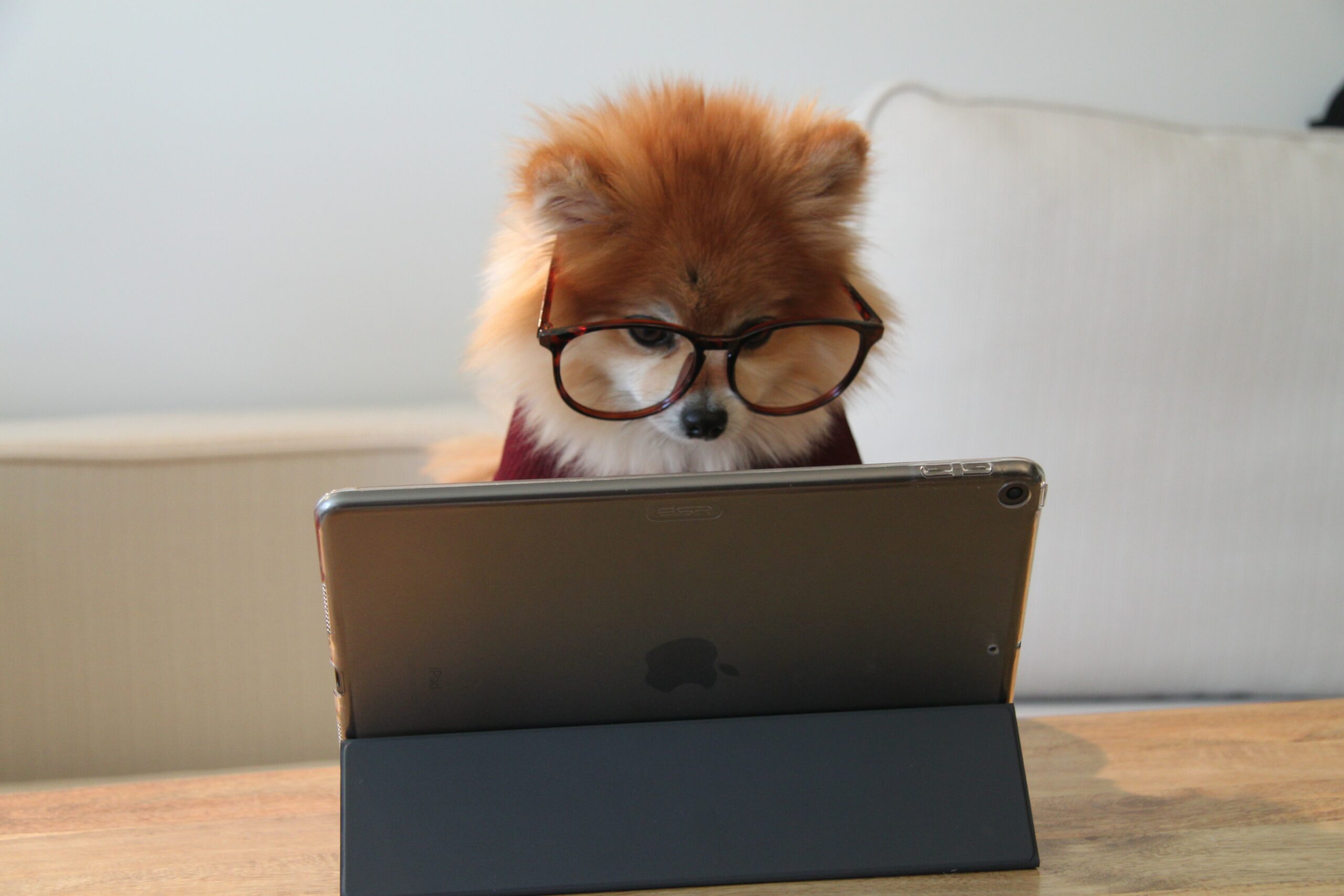 Smart dog at computer